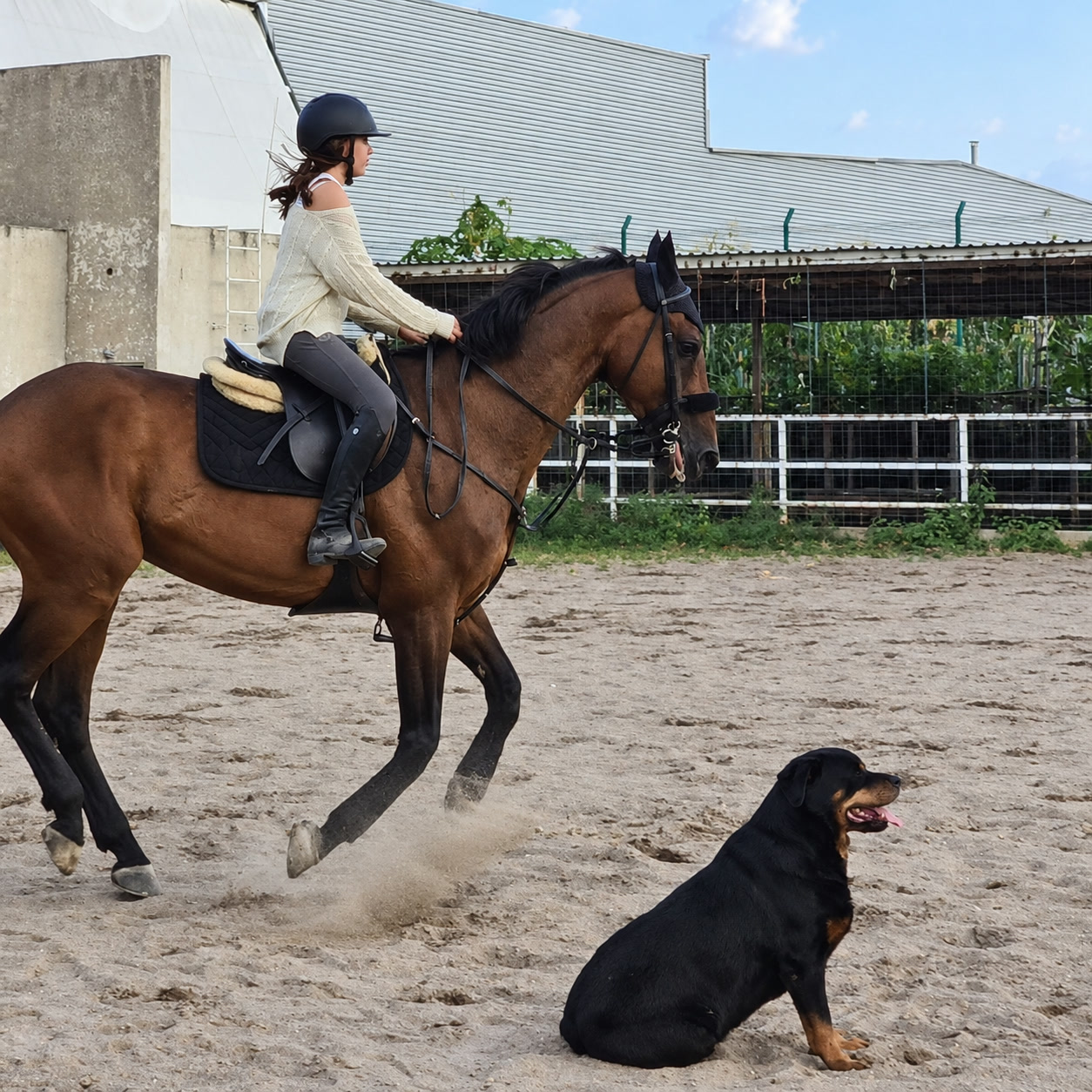 Una amazona y su caballo comparten la pista con un perro
